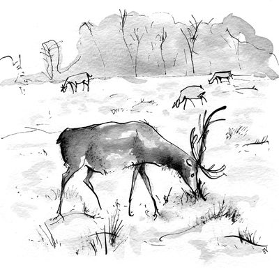 Bushy park deers, take two