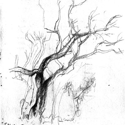 Falmouth tree