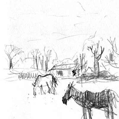 Horses in Falmouth