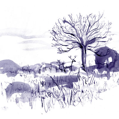 deers sketch