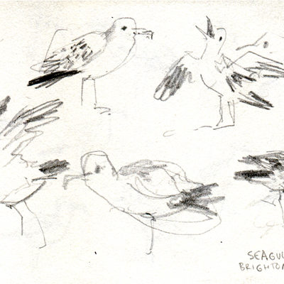 Seagulls sketches