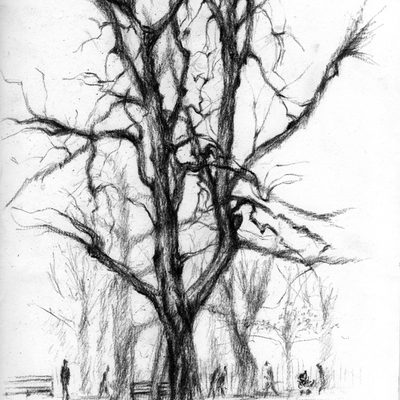Tree, Regents Park