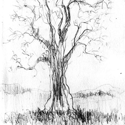 Trees in Plymouth