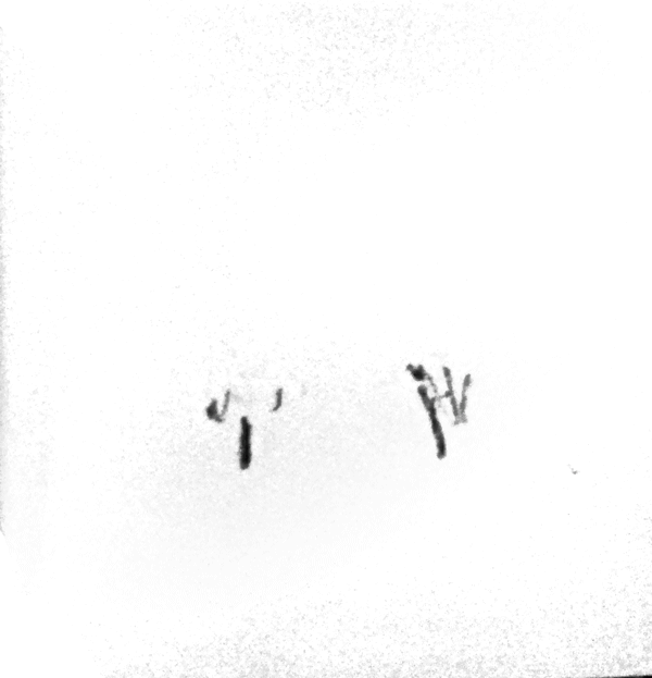 Urbino town cafe, image 4